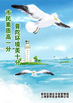 和平鸽