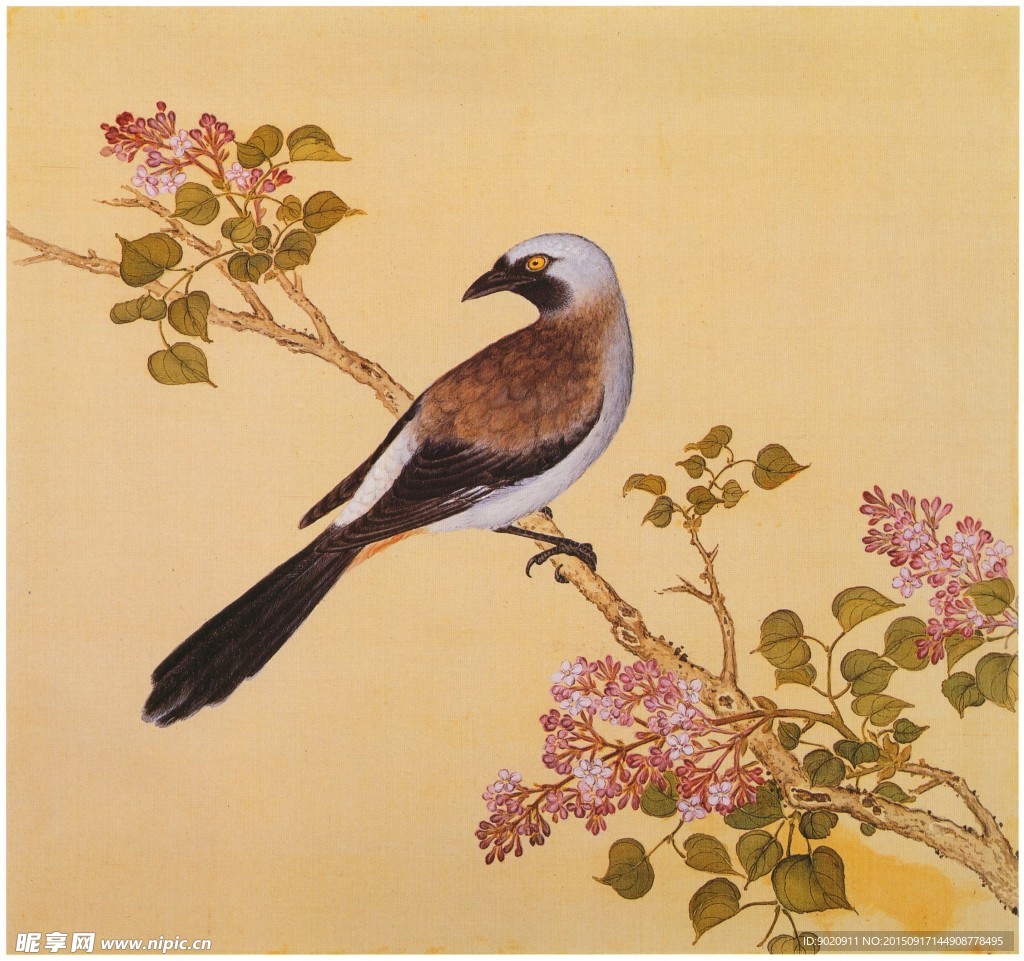 山八哥 国画