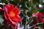 山茶花
