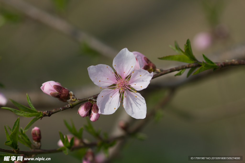 桃花