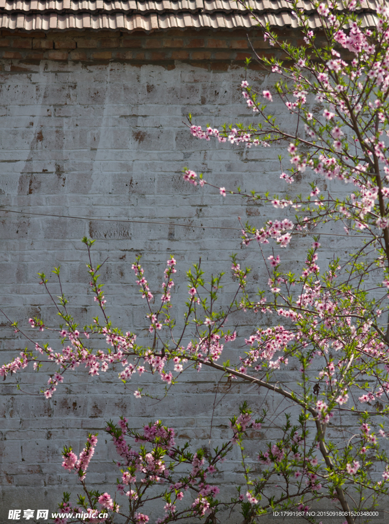 春暖花开