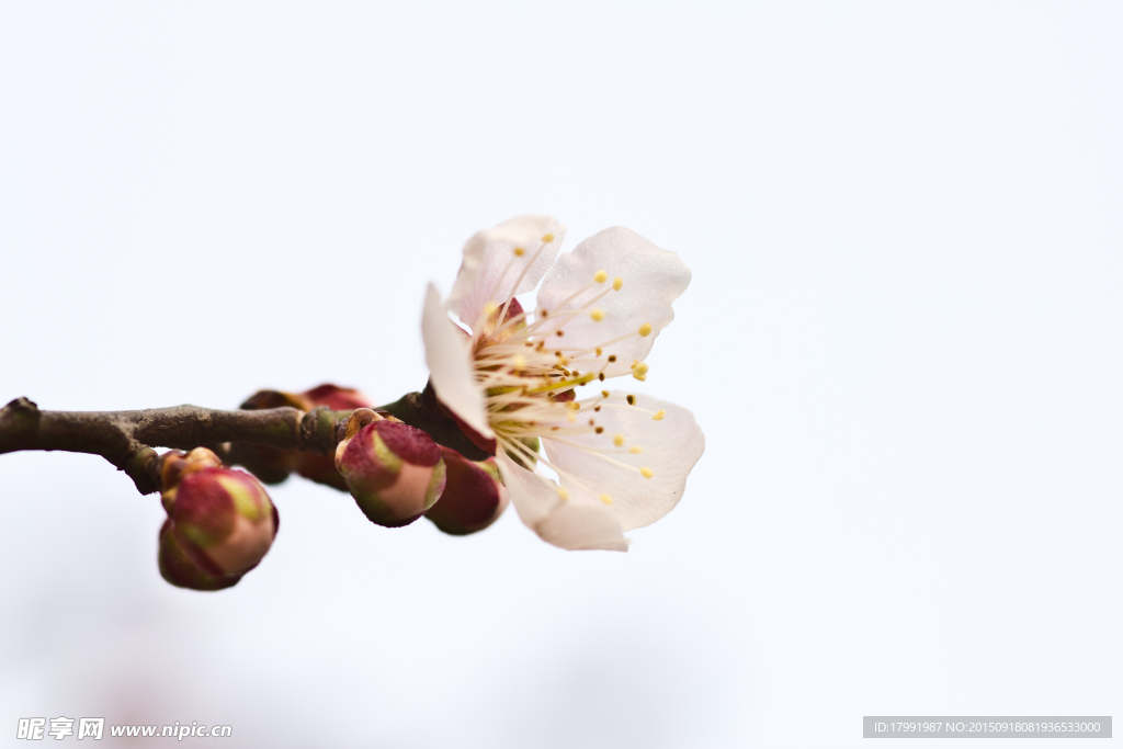 梅花 花朵