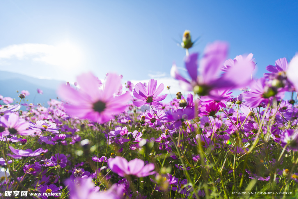 格桑花