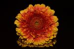 黄菊花