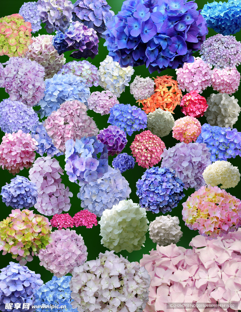 花簇