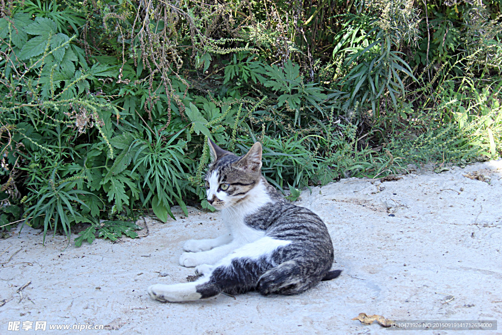 小猫咪摄影图片