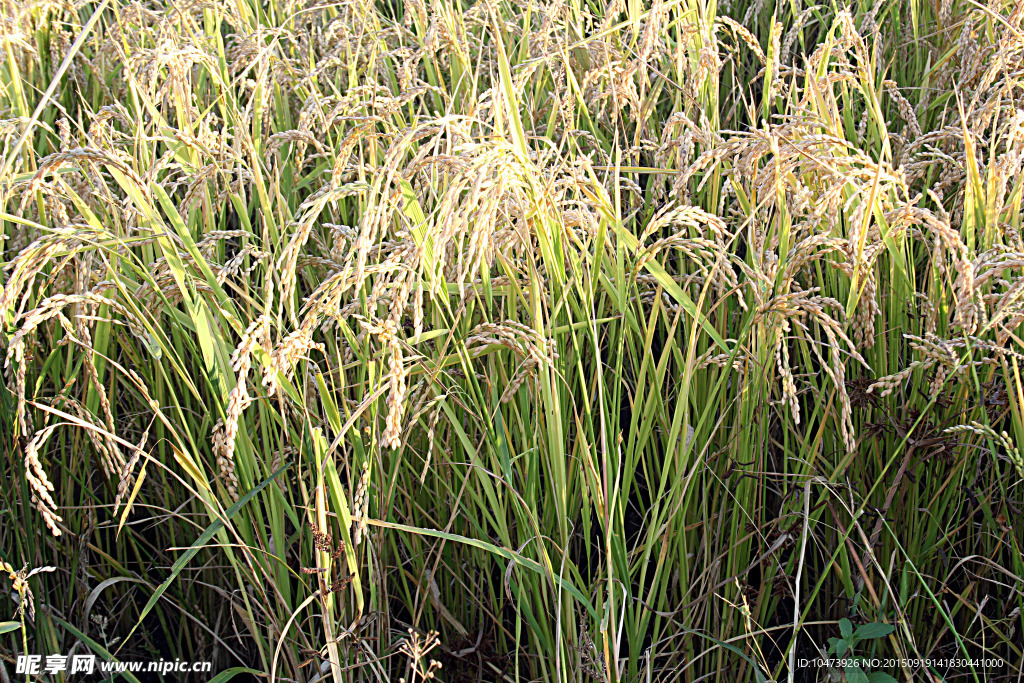 高清水稻摄影图片