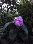 山茶花