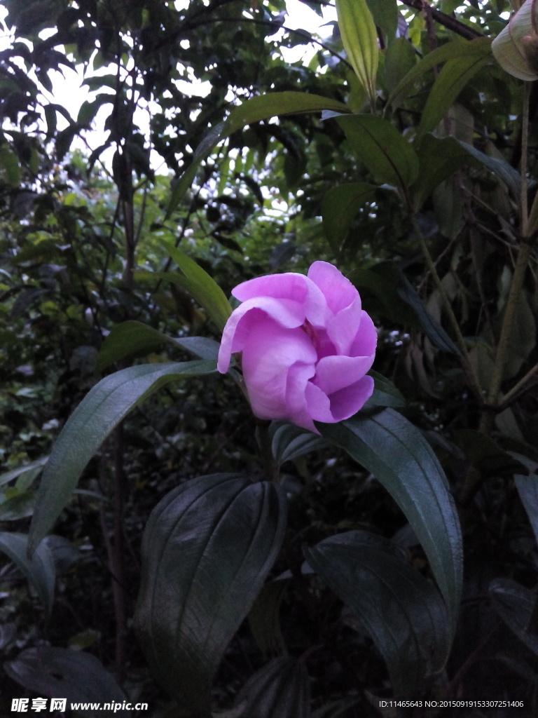 山茶花