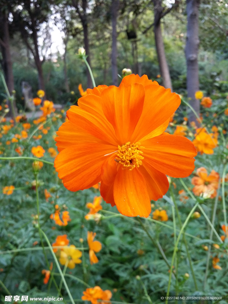 金鸡菊