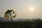 落日余晖