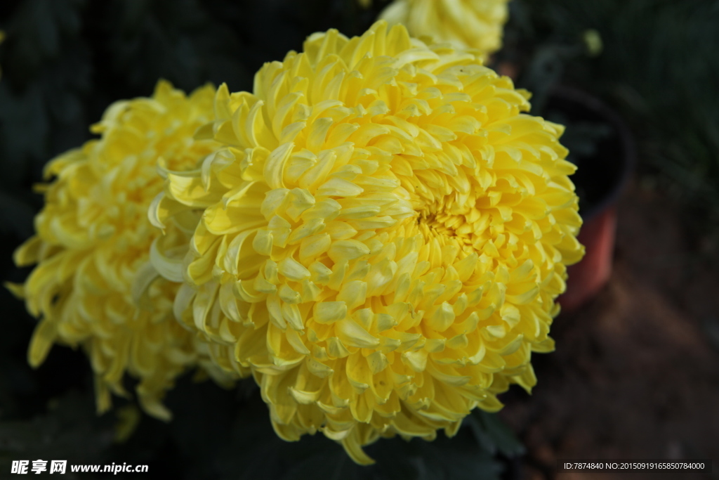 菊花