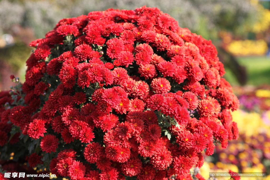 菊花