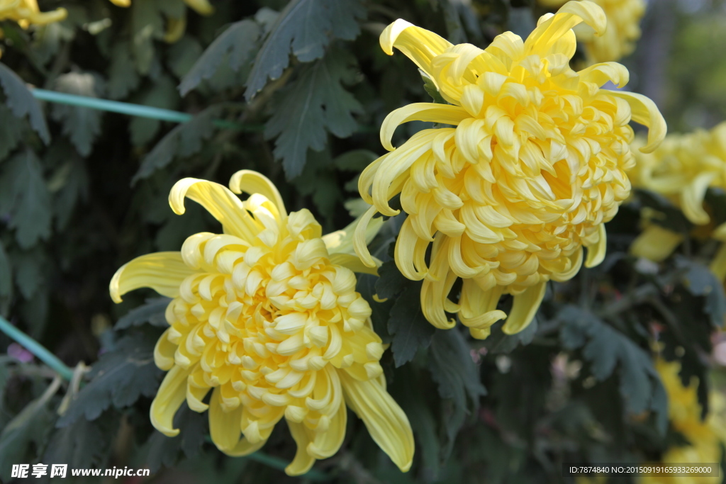 菊花