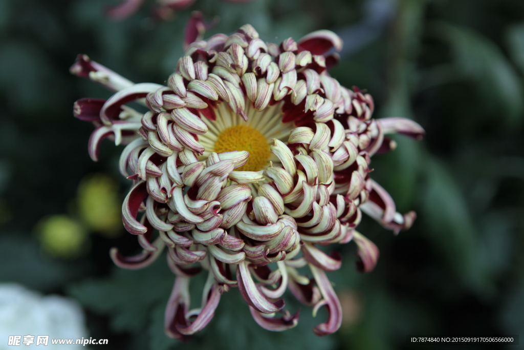 菊花