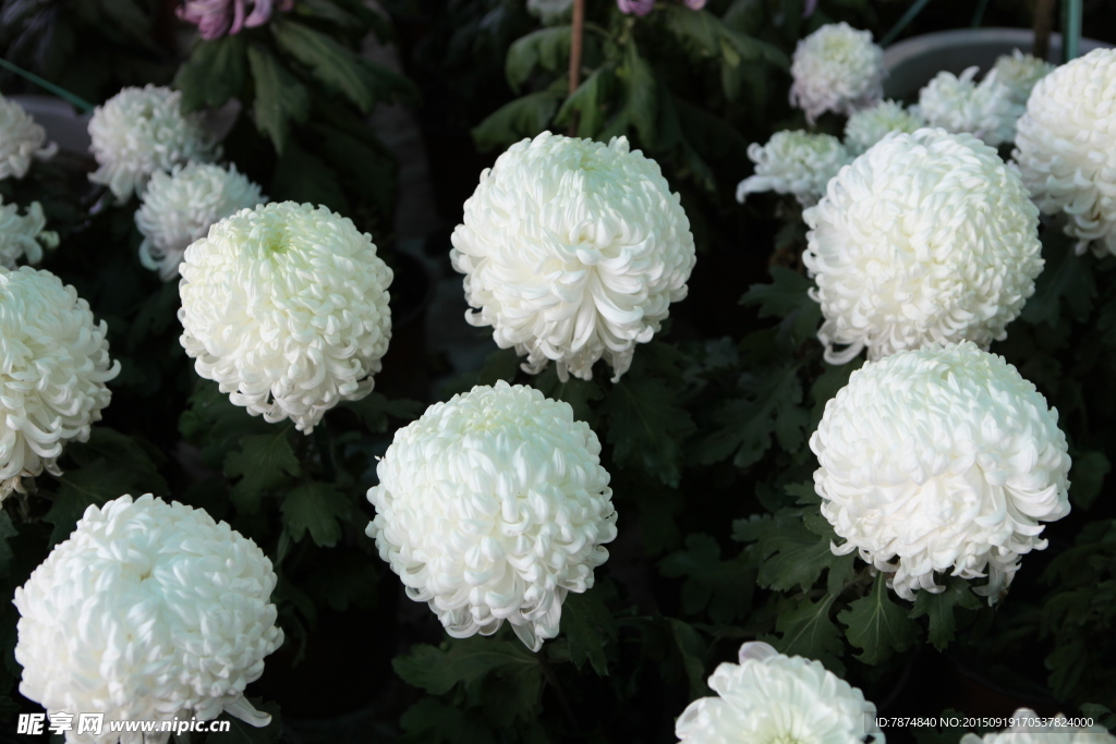 菊花