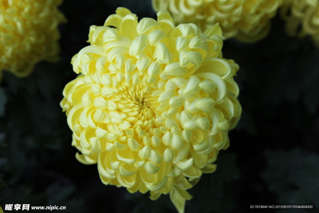 菊花