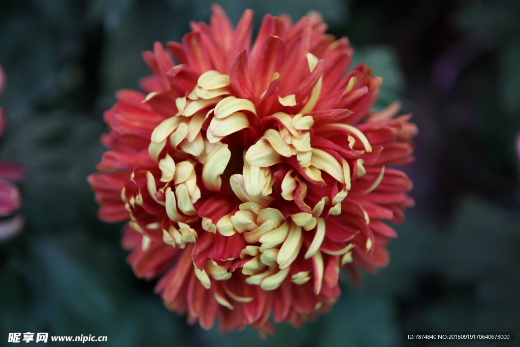 菊花