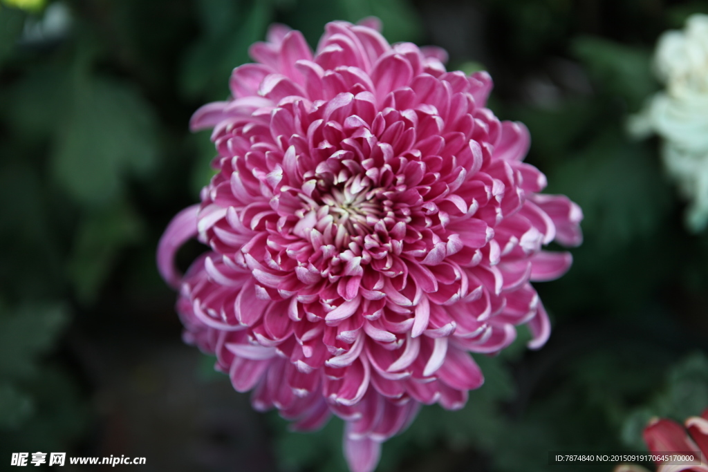 菊花