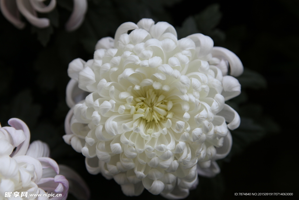 菊花