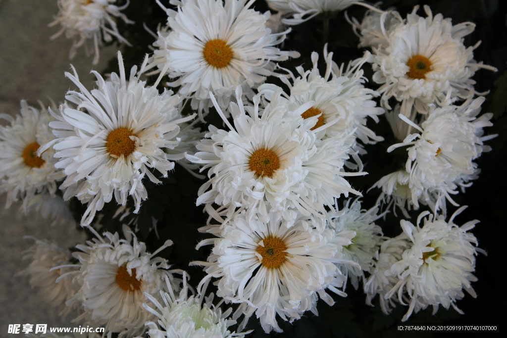 菊花