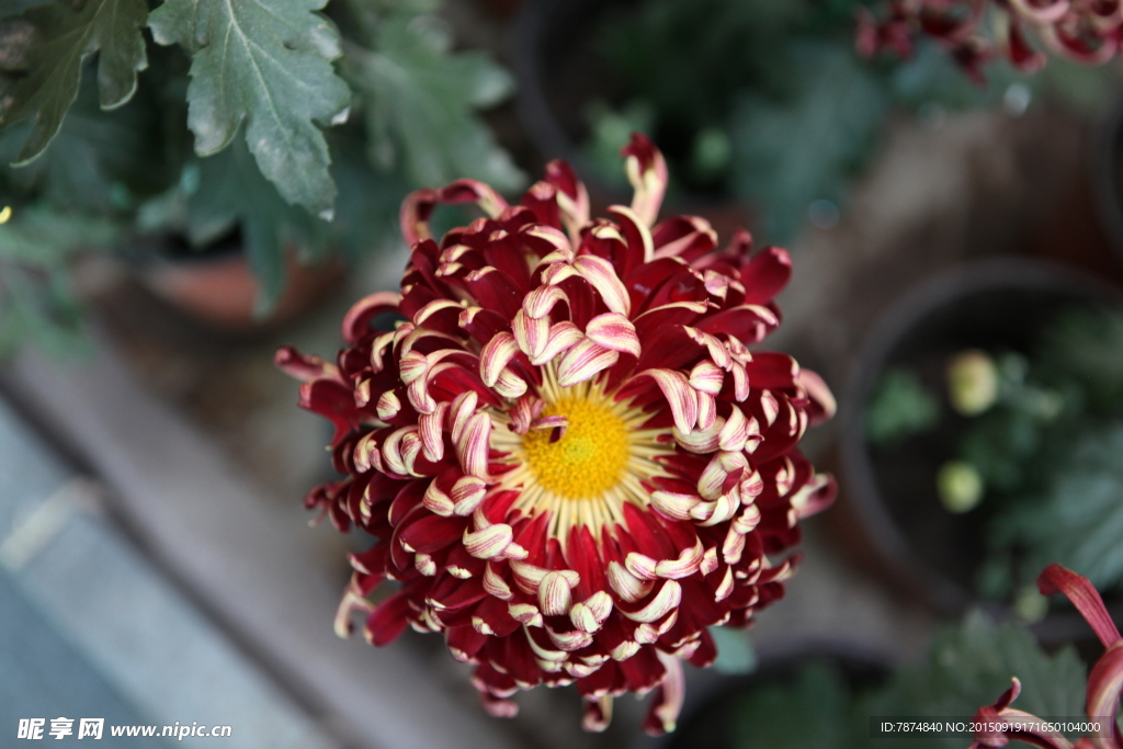 菊花