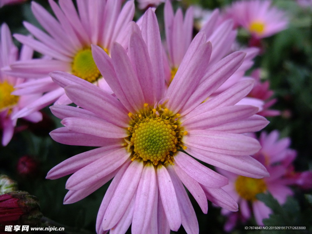 菊花