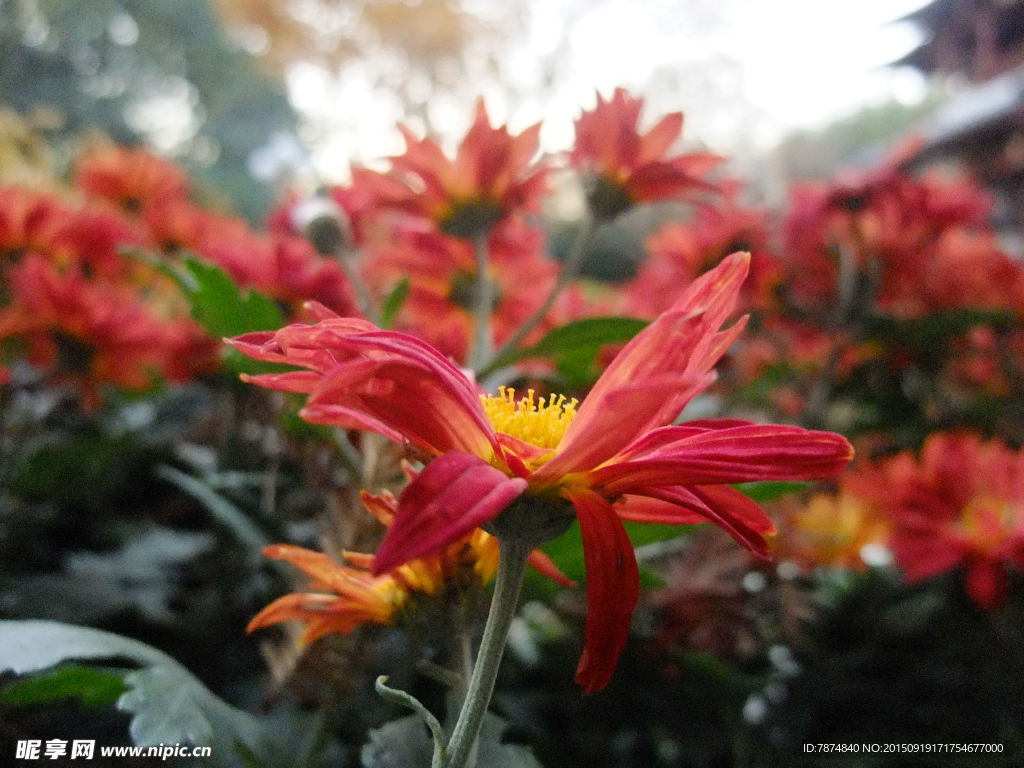 菊花