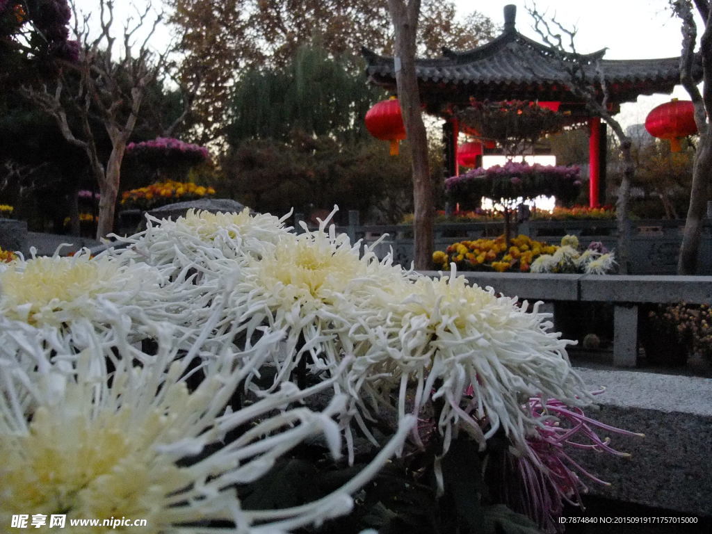菊花