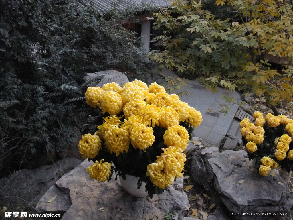 菊花