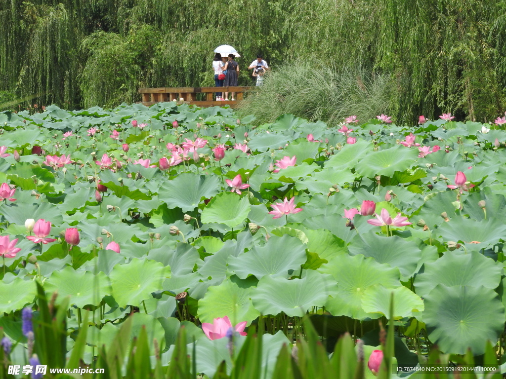 荷花