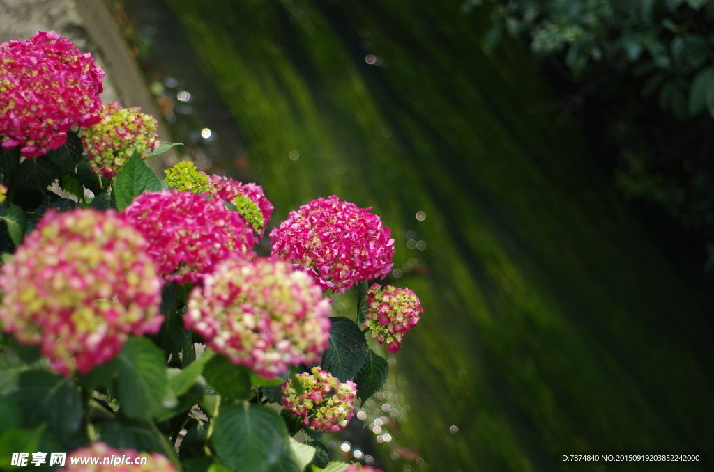 玫瑰花