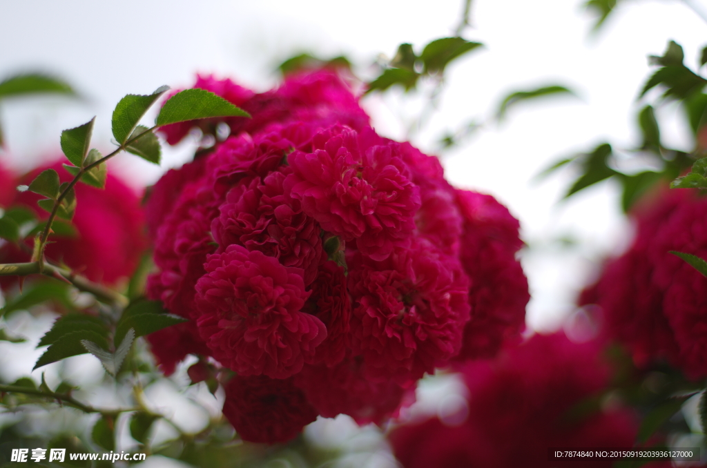 玫瑰花