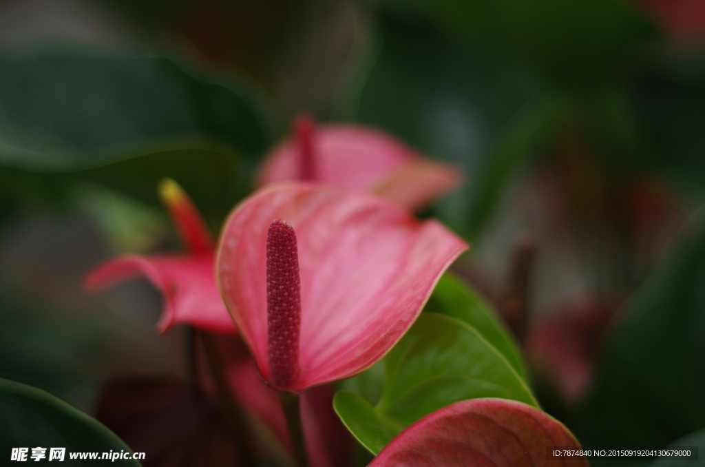 鲜花