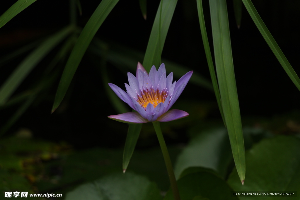 独自吐芳