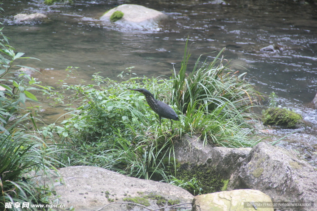 黑苇鳽