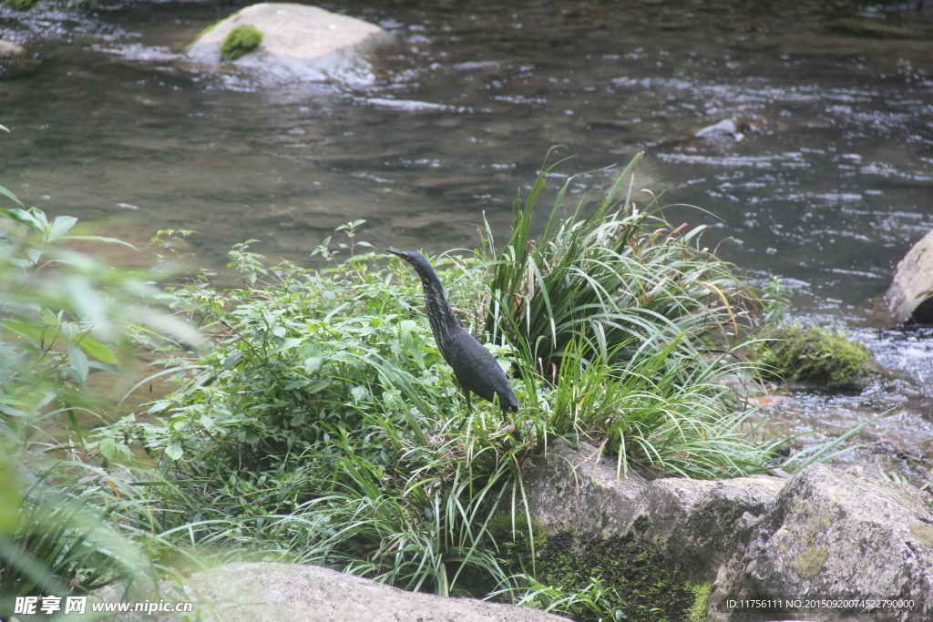 黑苇鳽