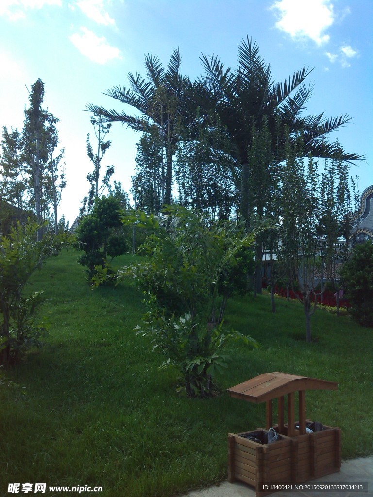 景观 植物 树木