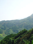 梯田