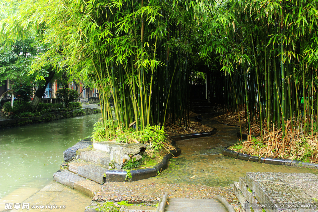 雨中水街竹林