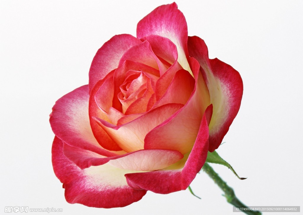 玫瑰花