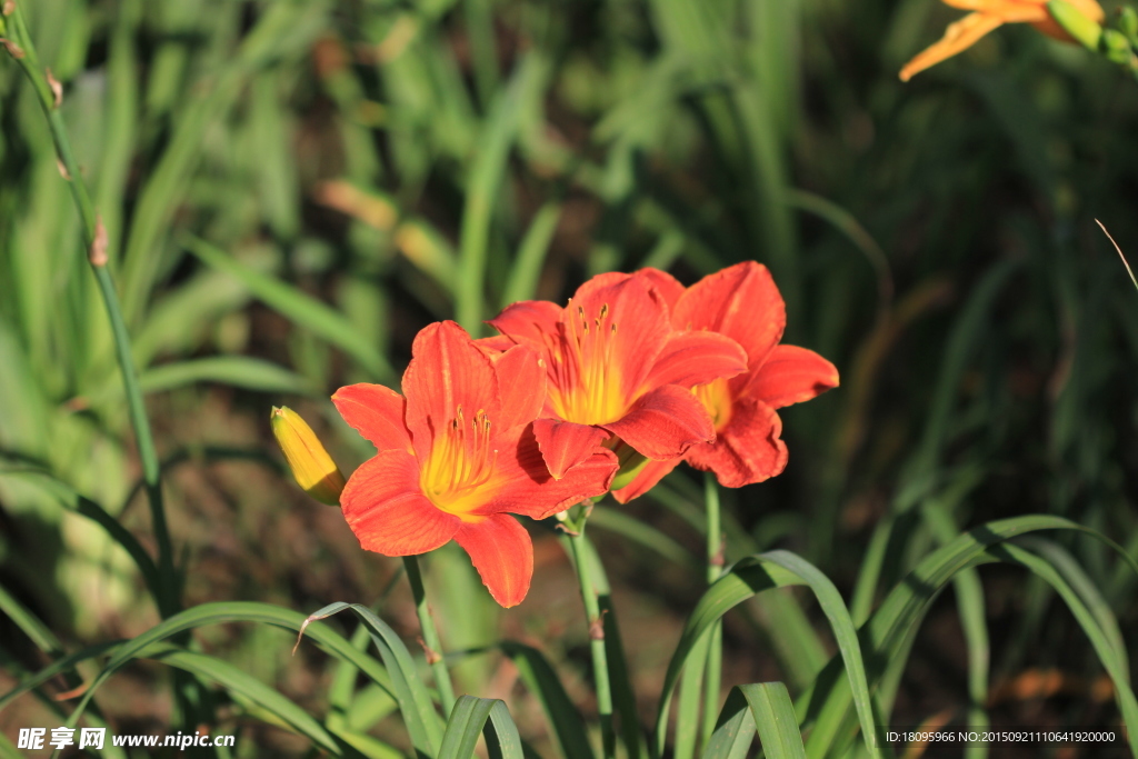 金针花（黄花菜）