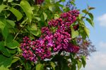 紫丁香花