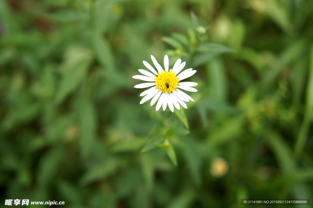 雏菊