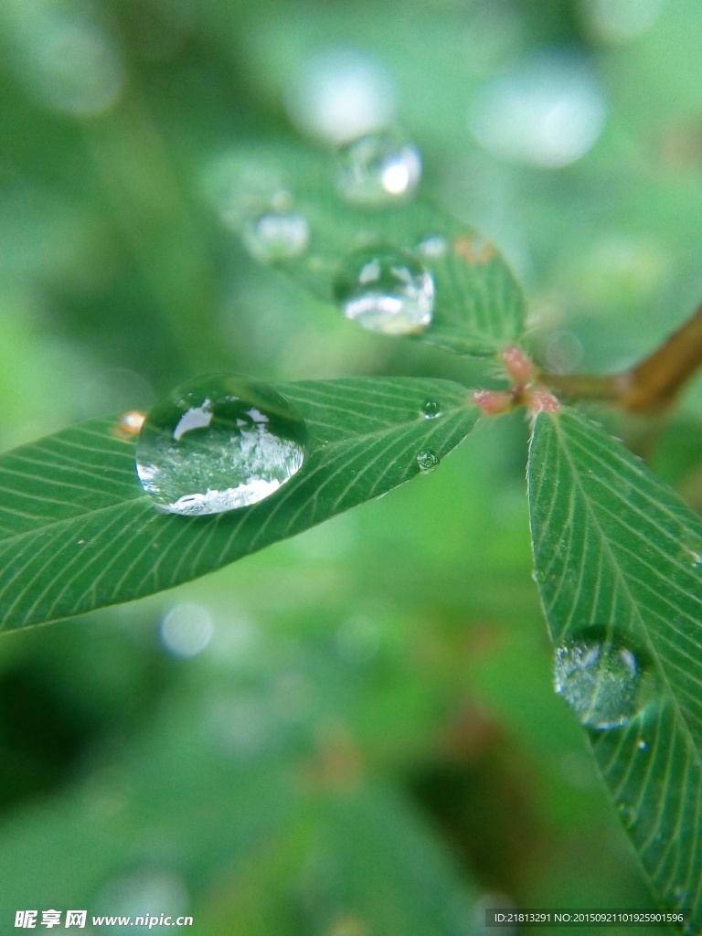 微距拍摄下的水珠