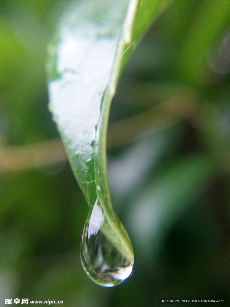 手机微距拍摄树叶水珠