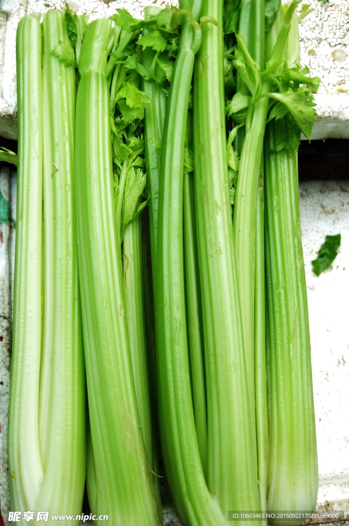 绿色蔬菜 西芹菜