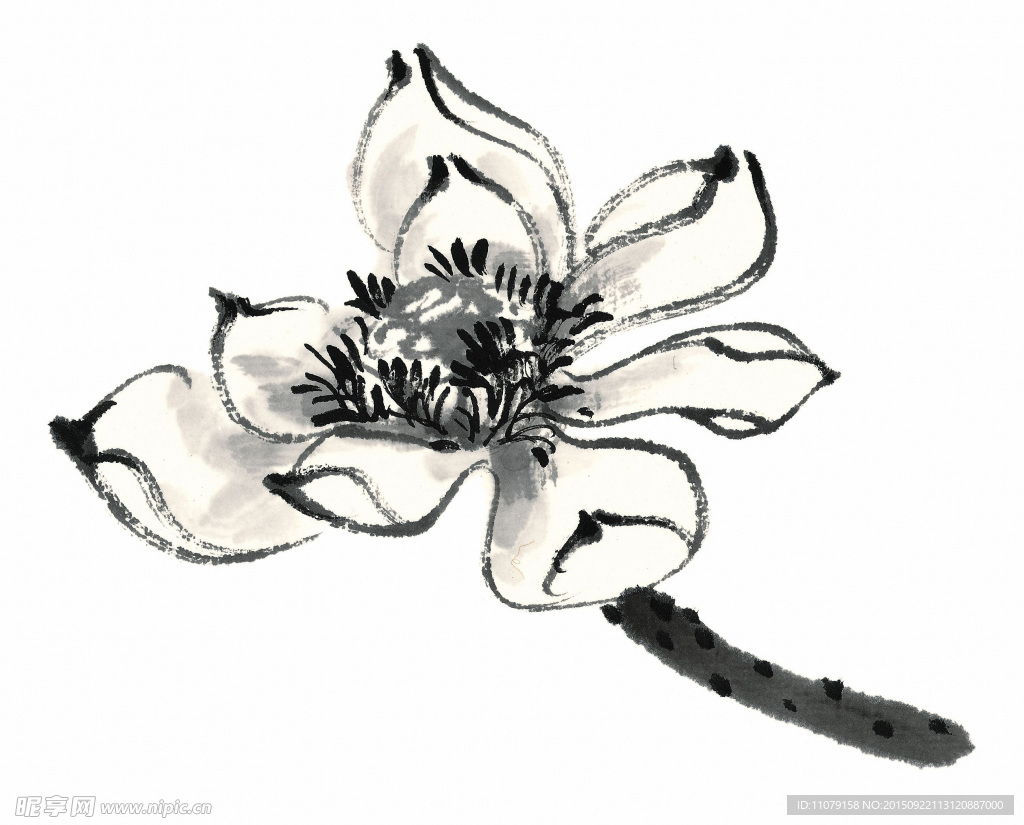 荷花