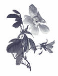 水墨花卉