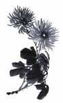 水墨花卉